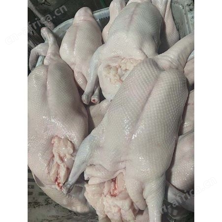食品黑棕鹅 批发冷冻黑棕光鹅 源头工厂 鲜鹅皇