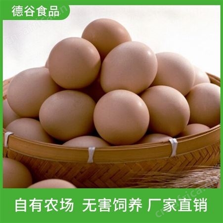 散养草鸡蛋_德谷食品_大量供应_草鸡蛋礼盒