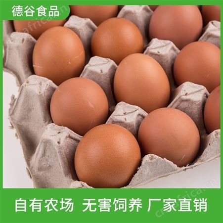 农家散养蛋_农家粗粮蛋批发价_德谷食品_营养丰富