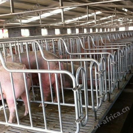 母猪定位栏  厂家供应 母猪定位栏 支持定制 养猪定位栏