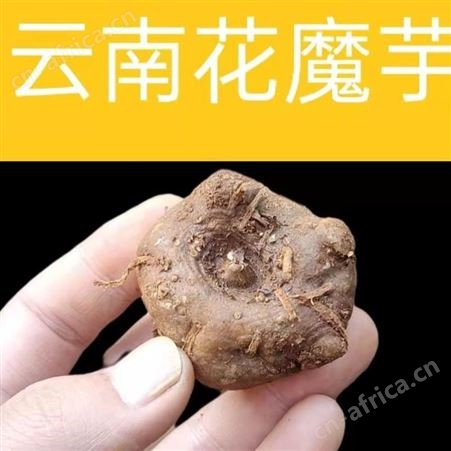 江发魔芋种子，花魔芋；白魔芋种子，魔芋种类齐全
