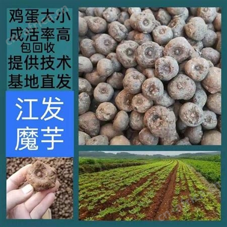 贵州遵义花魔芋种子厂家批发 魔芋生长对环境的要求
