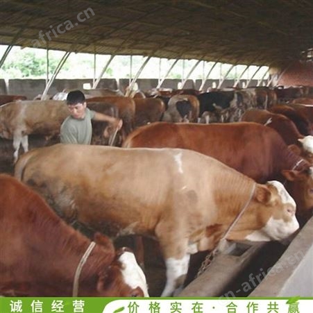 育肥西门塔尔牛 西门塔尔牛牛犊 养殖场西门塔尔牛 常年供应