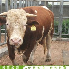 育肥西门塔尔牛 西门塔尔牛牛犊 养殖场西门塔尔牛 常年供应
