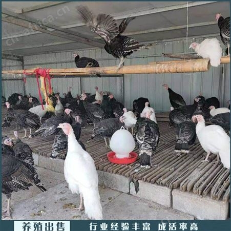 成年观赏火鸡 景区观赏火鸡 活体火鸡苗 养殖厂家