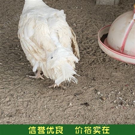 成年观赏火鸡 成年火鸡养殖 养殖火鸡苗 常年供应