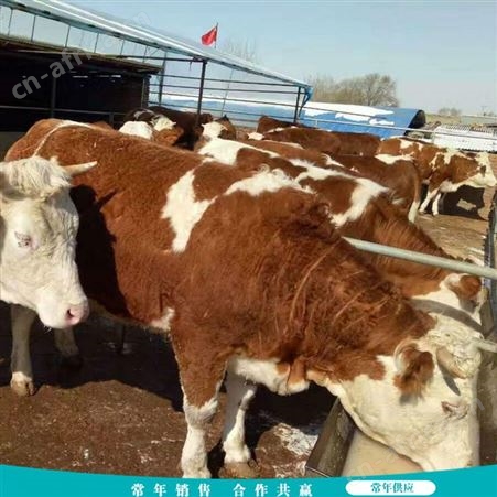 改良西门塔尔牛 散养西门塔尔牛 养殖场西门塔尔牛 长期供应