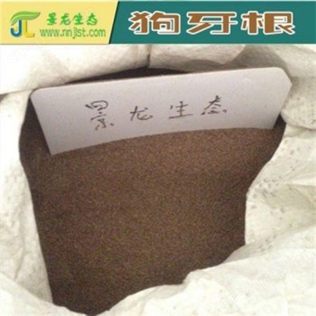 护坡草籽 狗牙根种子净籽 四季青草坪种子 狗牙根包衣 发芽率高
