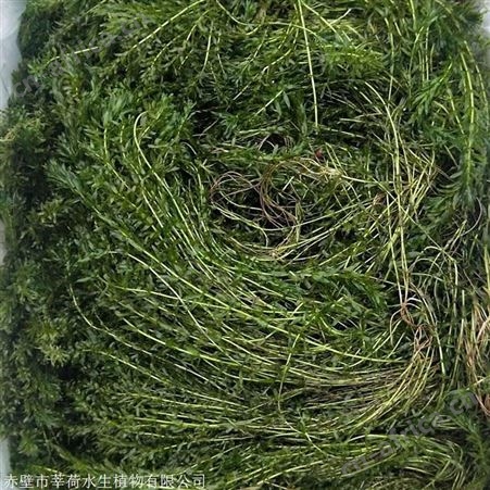 轮叶黑藻报价 赤壁市莘荷水生植物现货直销 轮叶黑藻
