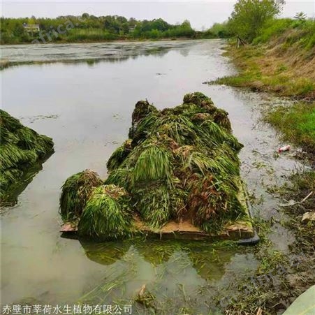 莘荷水生 苦草种植厂家 苦草种苗 绿化工程