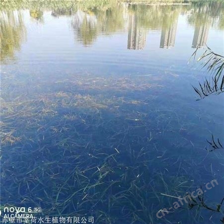 莘荷水生 苦草批发 常绿苦草种苗批发 常年出售