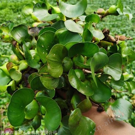 水葫芦批发  热门水葫芦批发价格