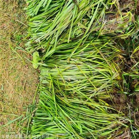 莘荷水生 苦草供应商 耐寒苦草 基地直供
