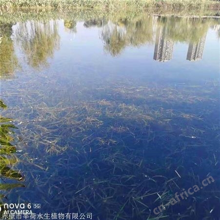莘荷水生 耐寒苦草种子批发 批发大苦草  苗木种植基地