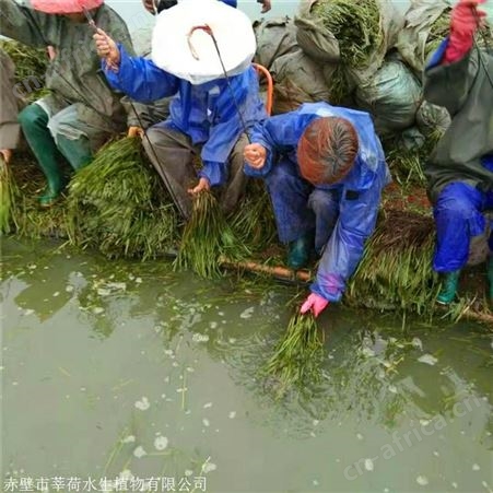 莘荷水生 苦草种植厂家 苦草种苗 绿化工程