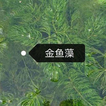 金鱼藻价格  供应金鱼藻厂