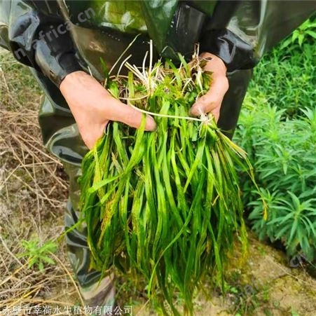 莘荷水生 常绿苦草 四季矮生苦草 成活率高