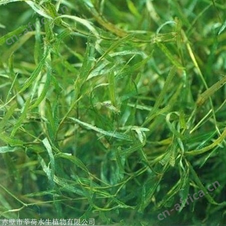 微齿眼子菜供应商 现货直销微齿眼子菜