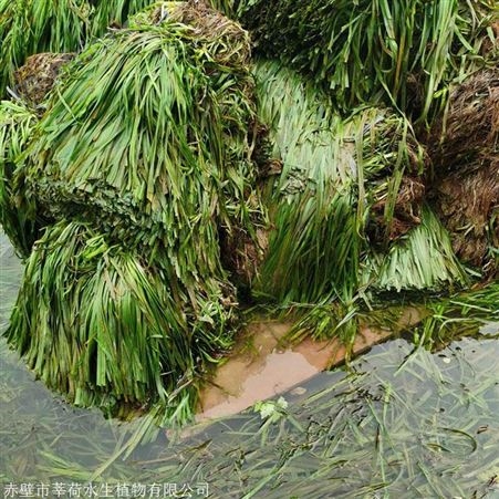 优质苦草批发商  苦草价格