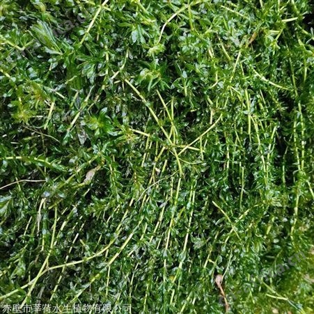 轮叶黑藻报价 赤壁市莘荷水生植物现货直销 轮叶黑藻
