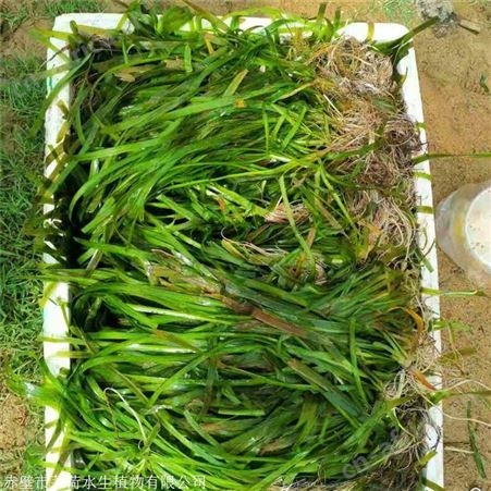 莘荷水生 苦草供应商 耐寒苦草 基地直供