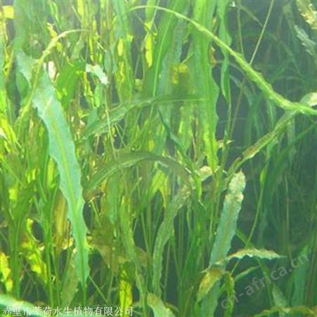 微齿眼子菜供应商 现货直销微齿眼子菜