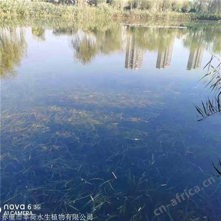 莘荷水生 耐寒苦草种子批发 沉水植物 常年出售