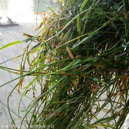 微齿眼子菜供应商 现货直销微齿眼子菜