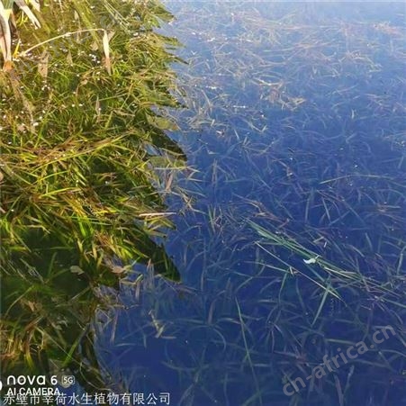 莘荷水生 耐寒苦草种子批发 批发大苦草  苗木种植基地
