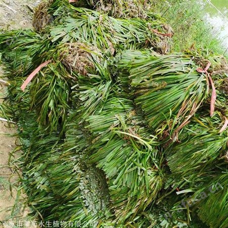 苦草生产商 莘荷水生植物优质苦草直销