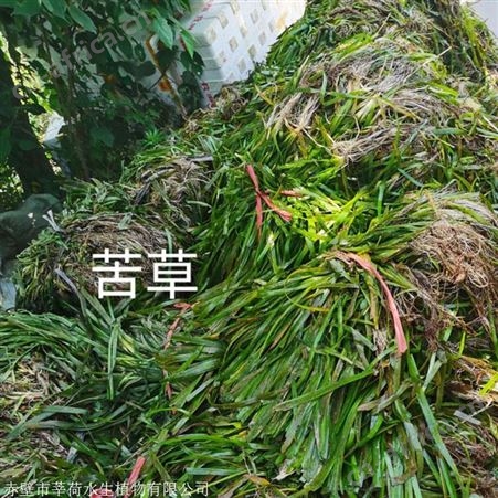 苦草生产商 莘荷水生植物优质苦草直销