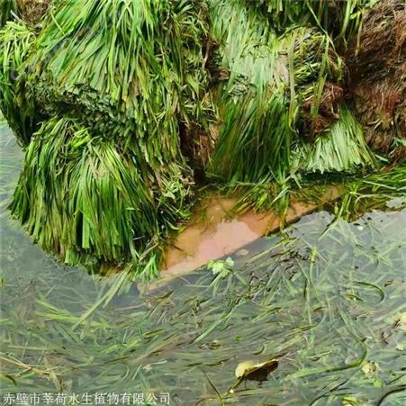 莘荷水生 批发大苦草  苦草厂家 经销供应