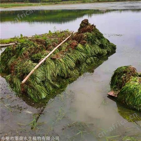 莘荷水生 苦草种苗 矮生耐寒苦草 园林绿化