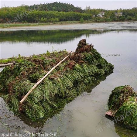 优质苦草供应商  沉水草本