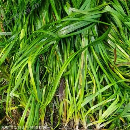 莘荷水生 四季常绿苦草   批发大苦草  报价供应