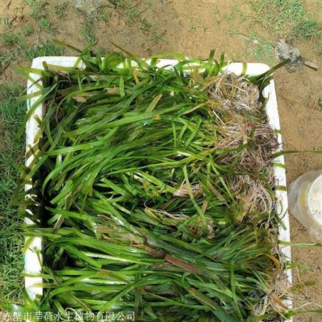 优质苦草批发商  苦草价格