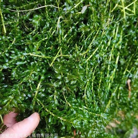 轮叶黑藻报价 赤壁市莘荷水生植物现货直销 轮叶黑藻