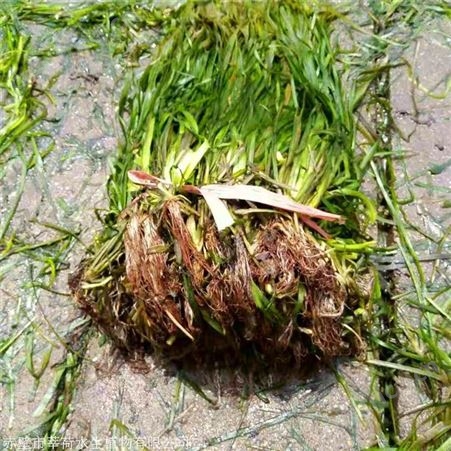 莘荷水生 批发大苦草  苦草厂家 经销供应