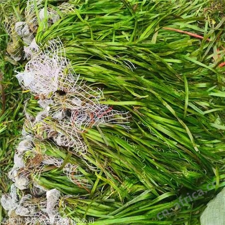 莘荷水生 苦草种植厂家 苦草种苗 绿化工程