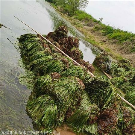 优质苦草供应商  苦草报价