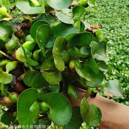水葫芦价格   供应水生植物批发价格