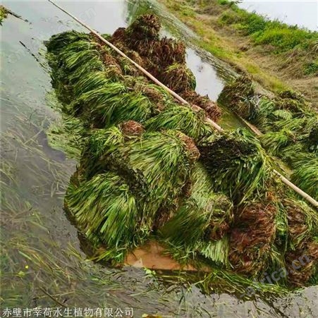 莘荷水生 苦草种植厂家 矮型苦草 常年出售