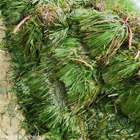 免费传授种植技术