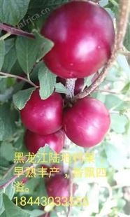 钙果苗 黑龙江省果蒂源食品有限公司 欧李苗 抗寒 批发 种植技术