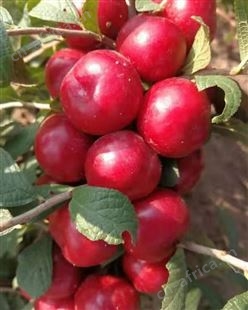 钙果苗 黑龙江省果蒂源食品有限公司 果树 灌木植物 供应 多品种