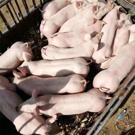 仔猪 出售猪苗 品种齐全 防疫到位 卖小猪 30斤-60斤 永发牧业
