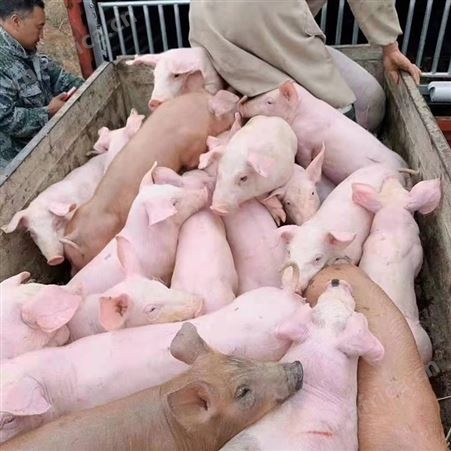 仔猪 出售猪苗 品种齐全 防疫到位 卖小猪 30斤-60斤 永发牧业