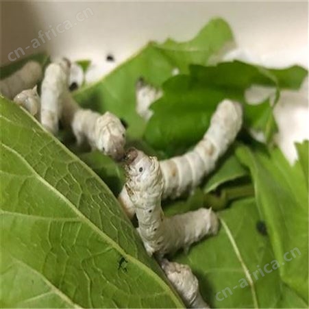 高蛋白桑叶茶   杨留跃农业自产自销