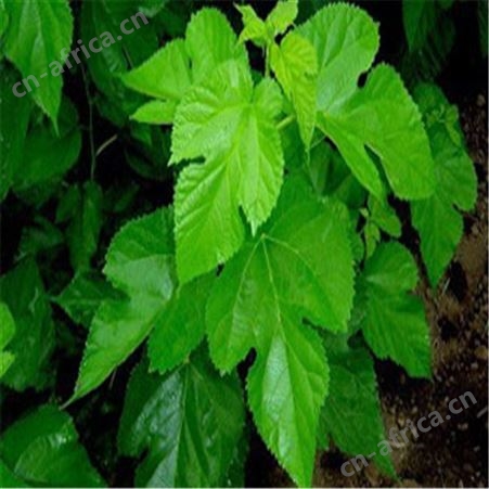 桑叶茶罐赚霜后桑叶贴牌代加工养生花草茶