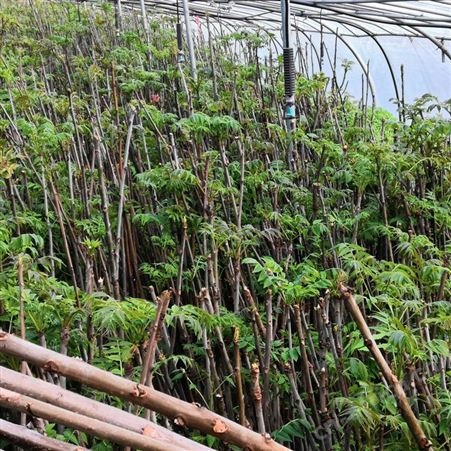 香椿苗  香椿苗供应产地